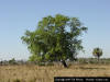 Laural oak tree